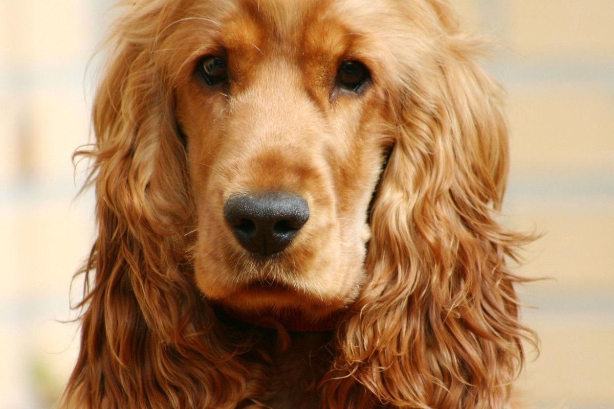 Английский кокер-спаниель