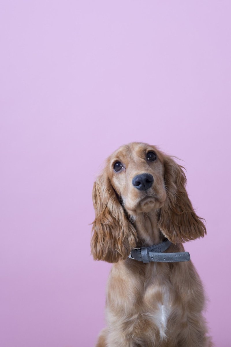 Английский кокер спаниель бело рыжий