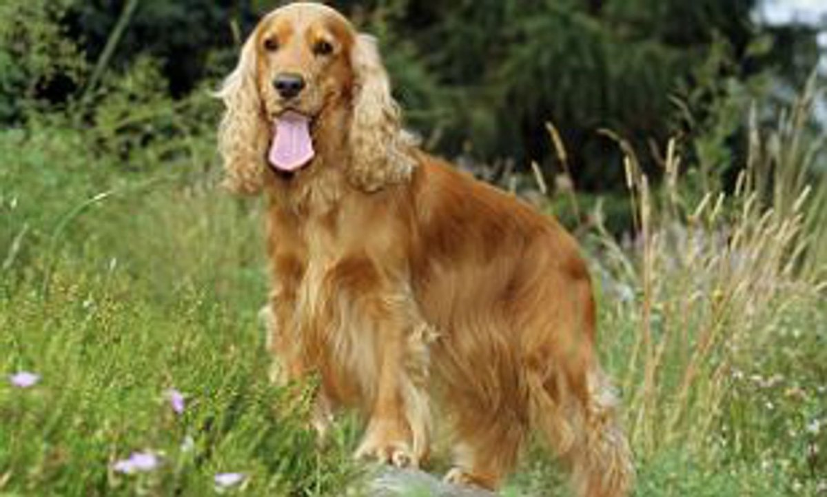 Английский кокер спаниель белый