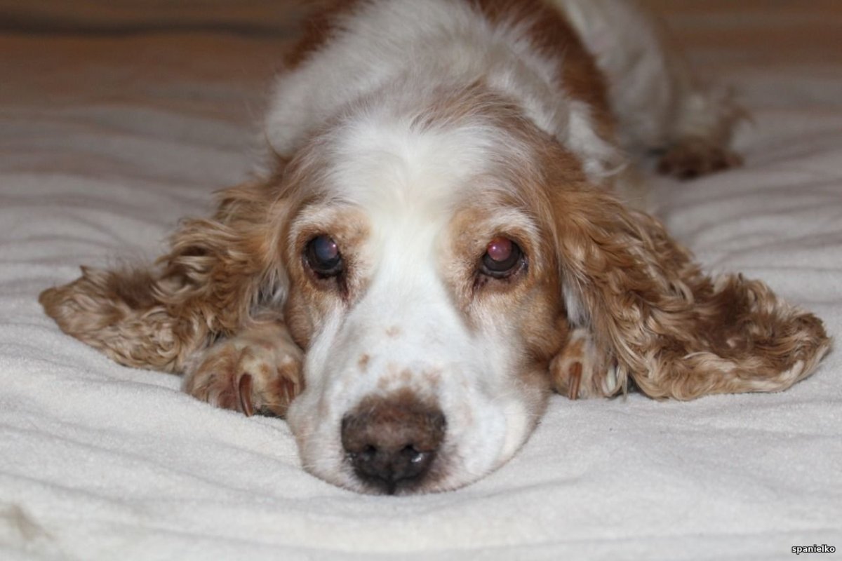 Английский кокер спаниель спрингер