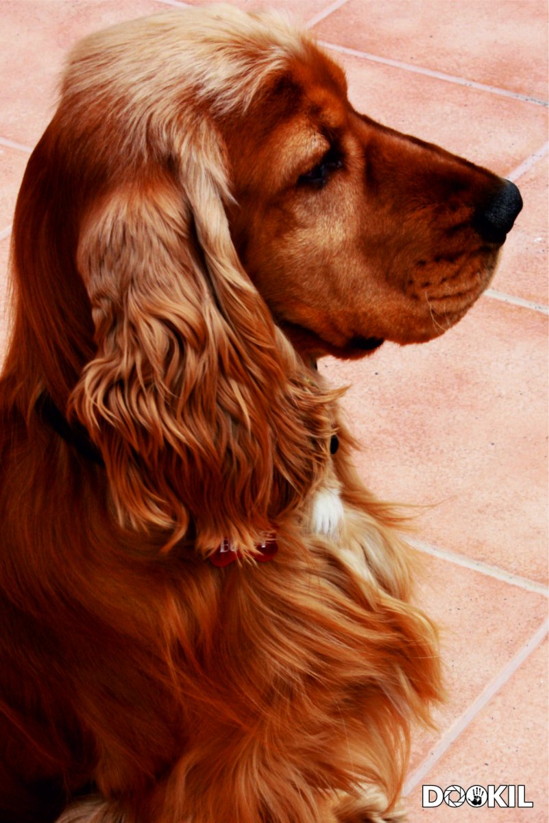 Кокер спаниель белый