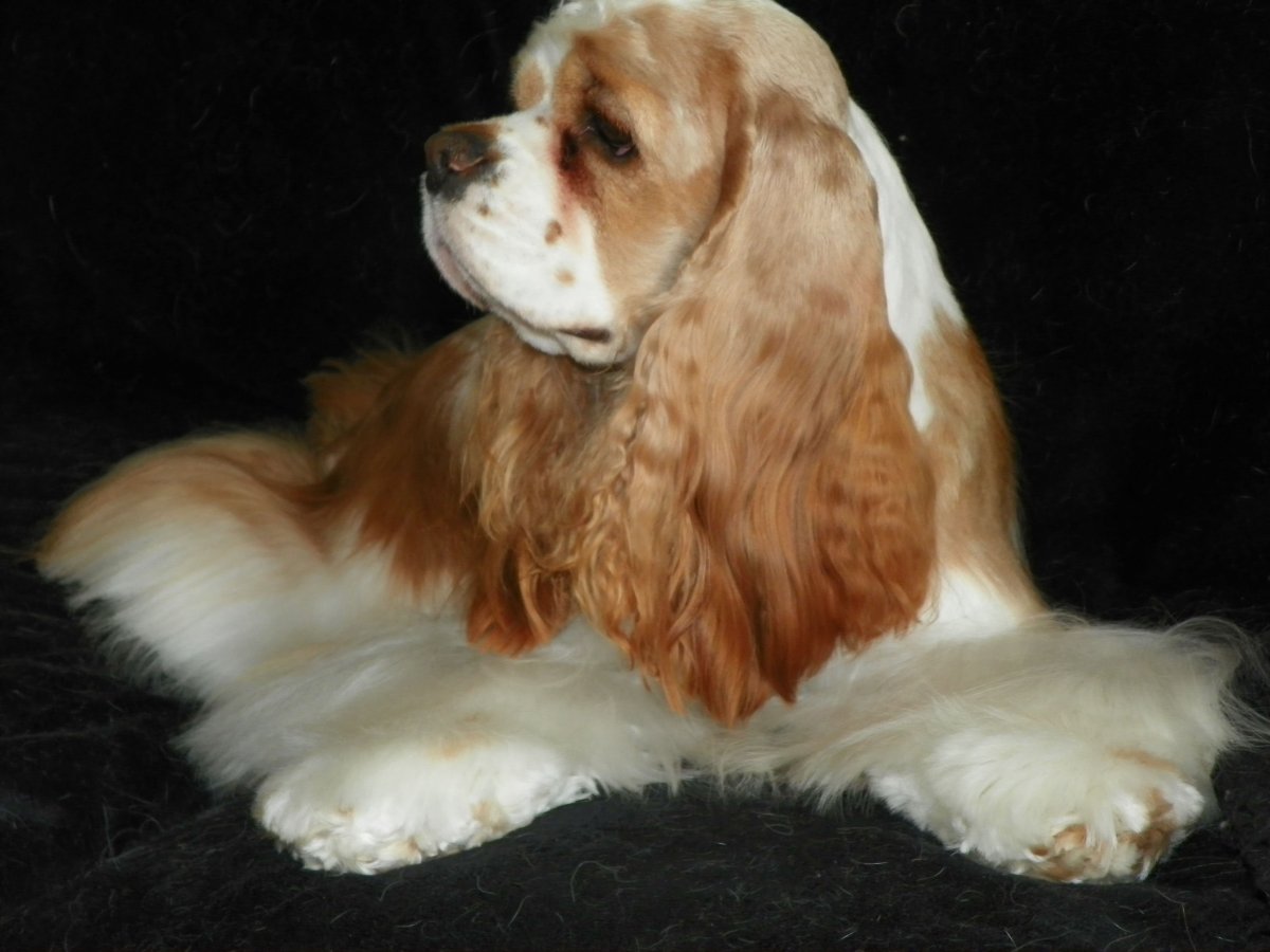 Английский кокер спаниель служебная