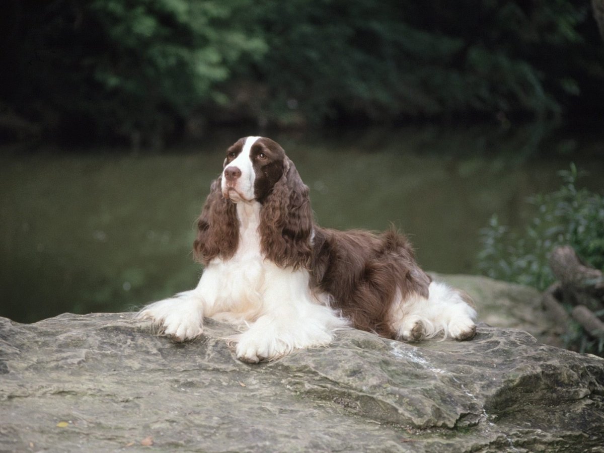 Собака английский кокер спаниель