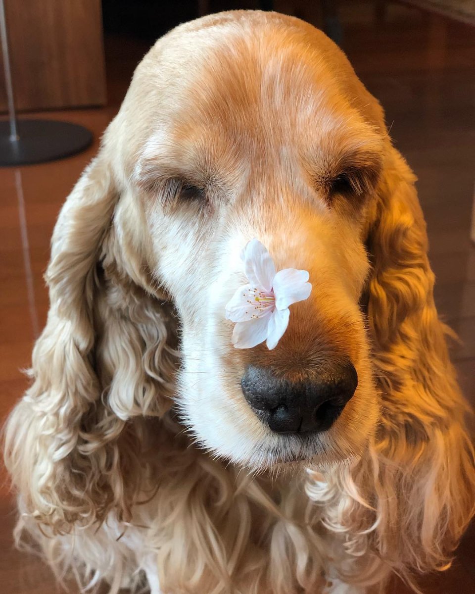 Спаниель с большими ушами