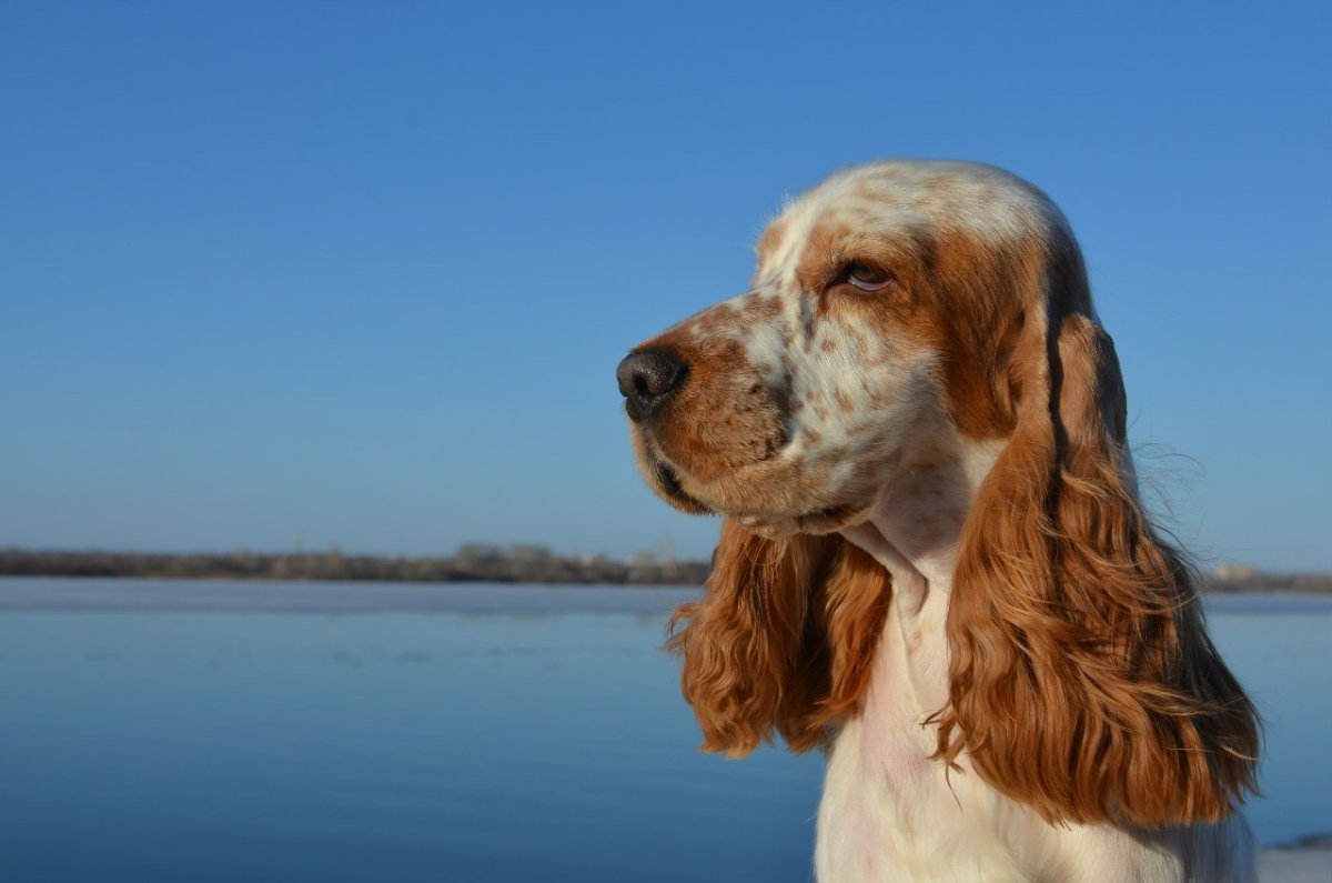 Кокер спаниель белый