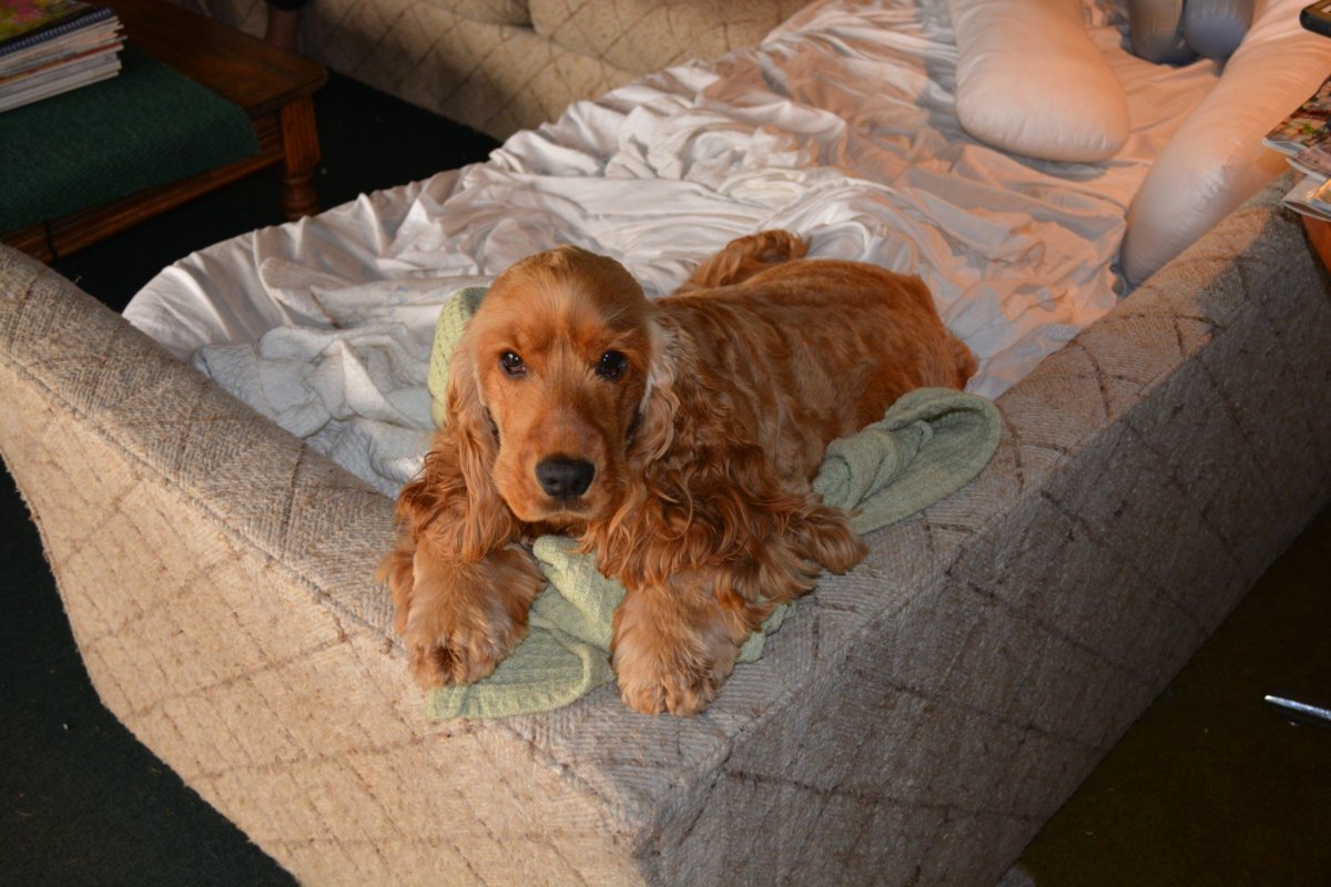 Английский кокер-спаниель