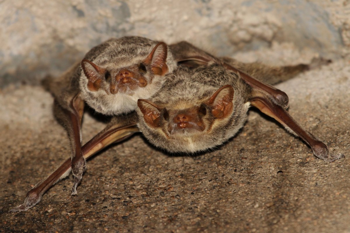 Футлярохвостые (Emballonuridae);