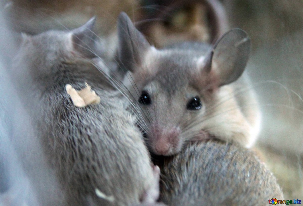 Мышь Африканская Гунда