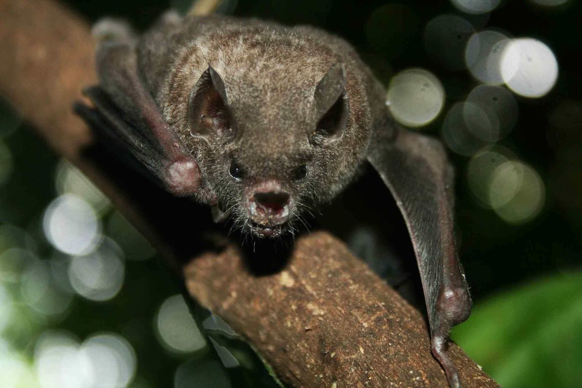 Гуано летучих мышей