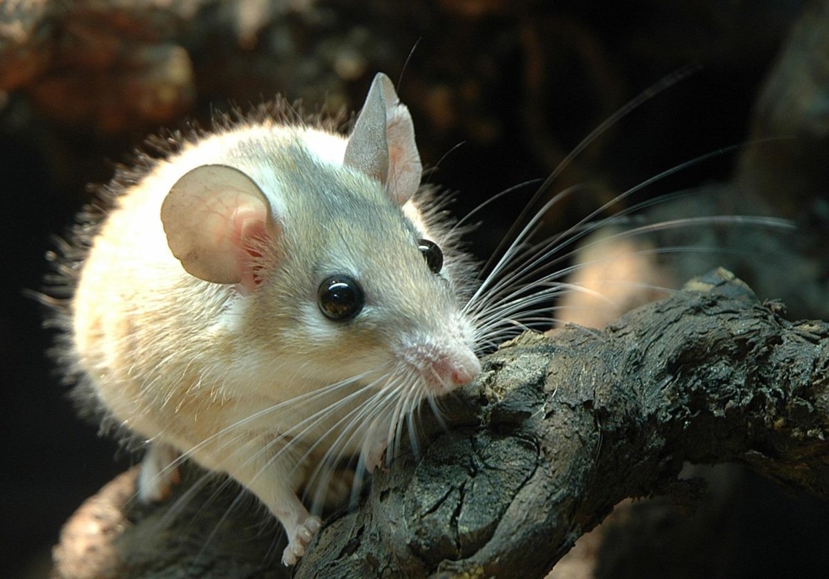Золотистая иглистая мышь
