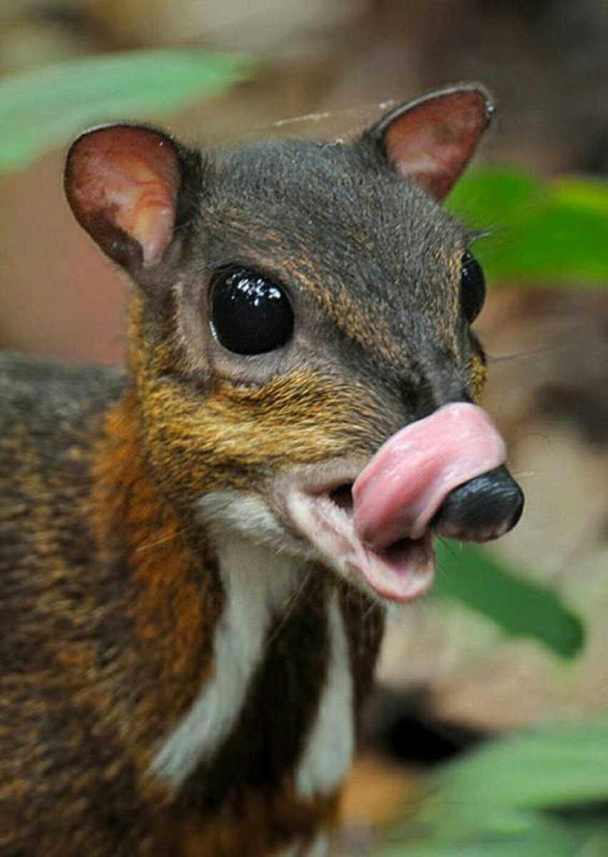 Яванский малый канчиль