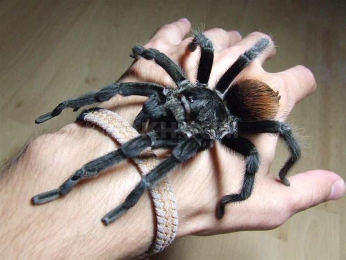 Паук птицеед Брахипельма ваганс