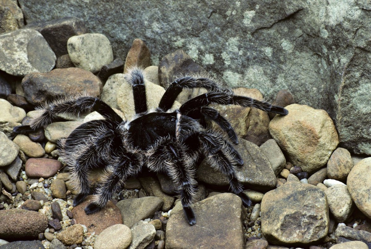 Brachypelma albopilosum Тарантул