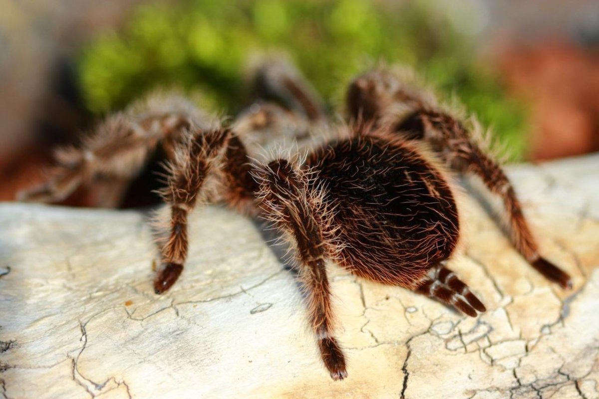 Brachypelma albopilosum l1