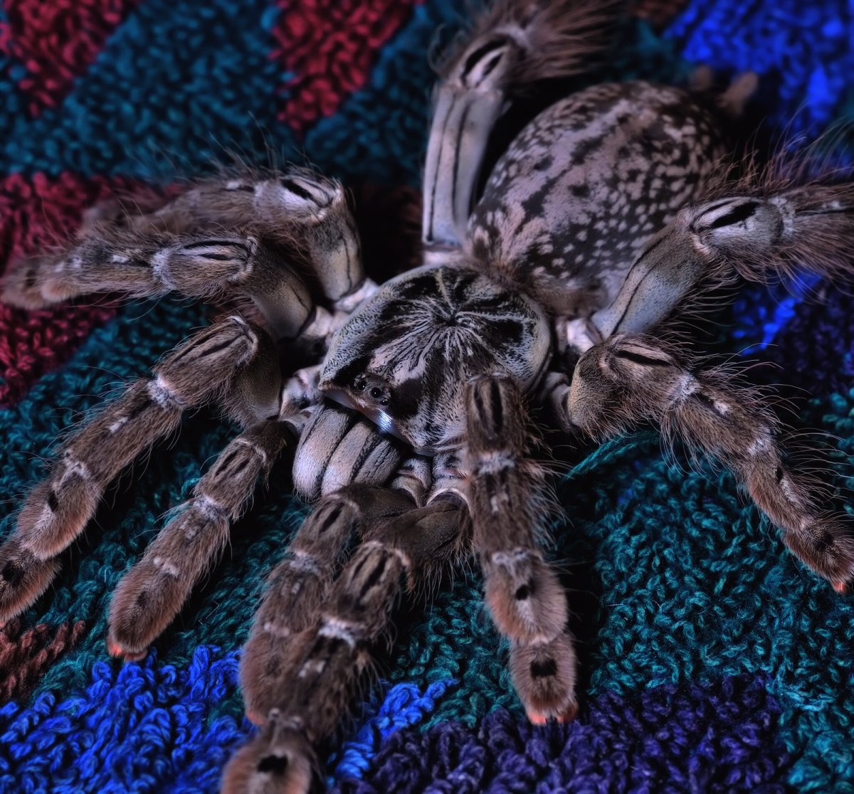 Тарантул Heteroscodra maculata