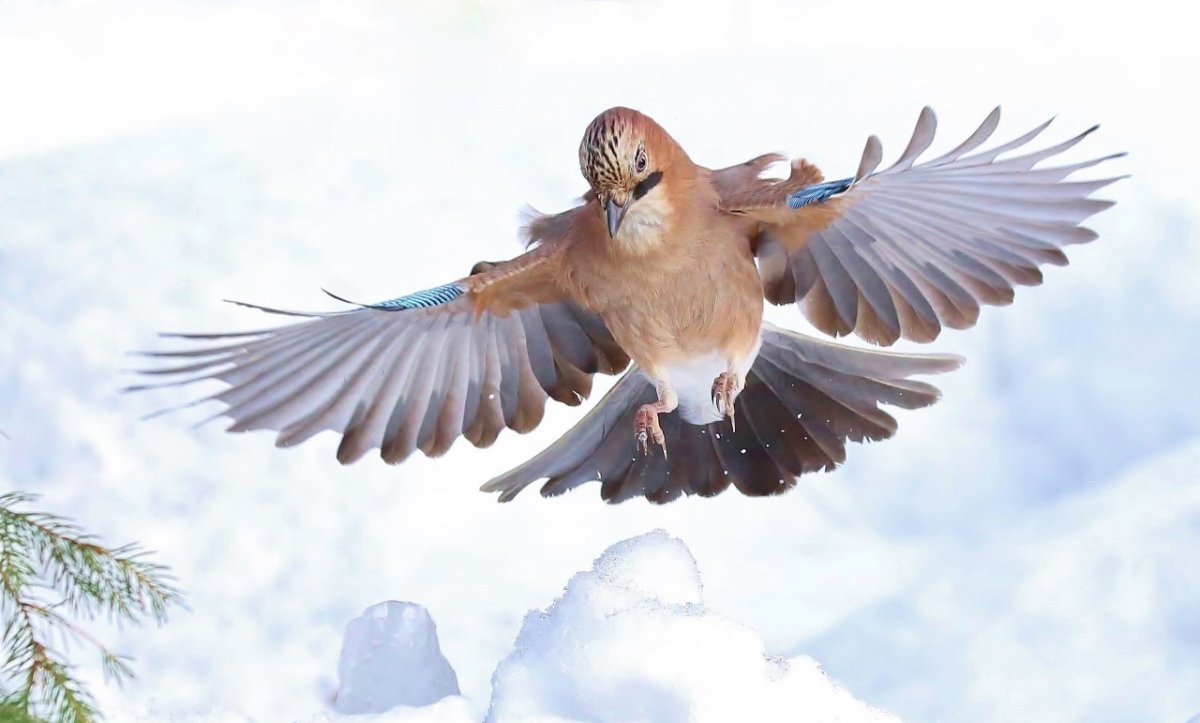 Сойка полет