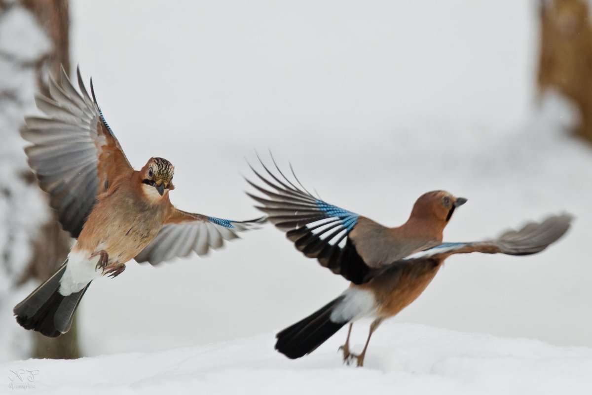 Сойка пересмешница птица