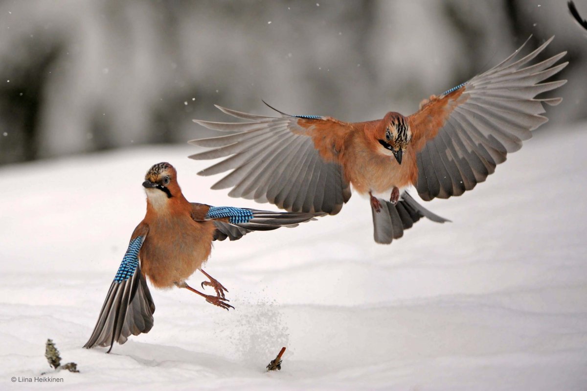 Сойка пересмешница птица