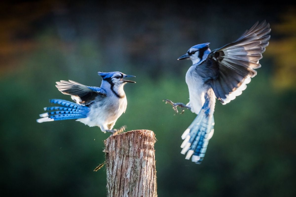 Голубая Сойка и кот вместе