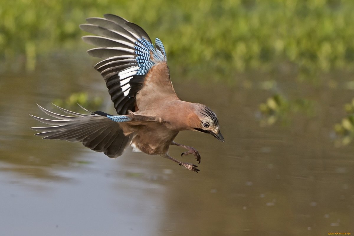 Сойка птица в полете