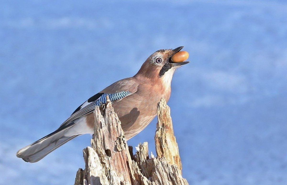Птицы конкурс фотографий