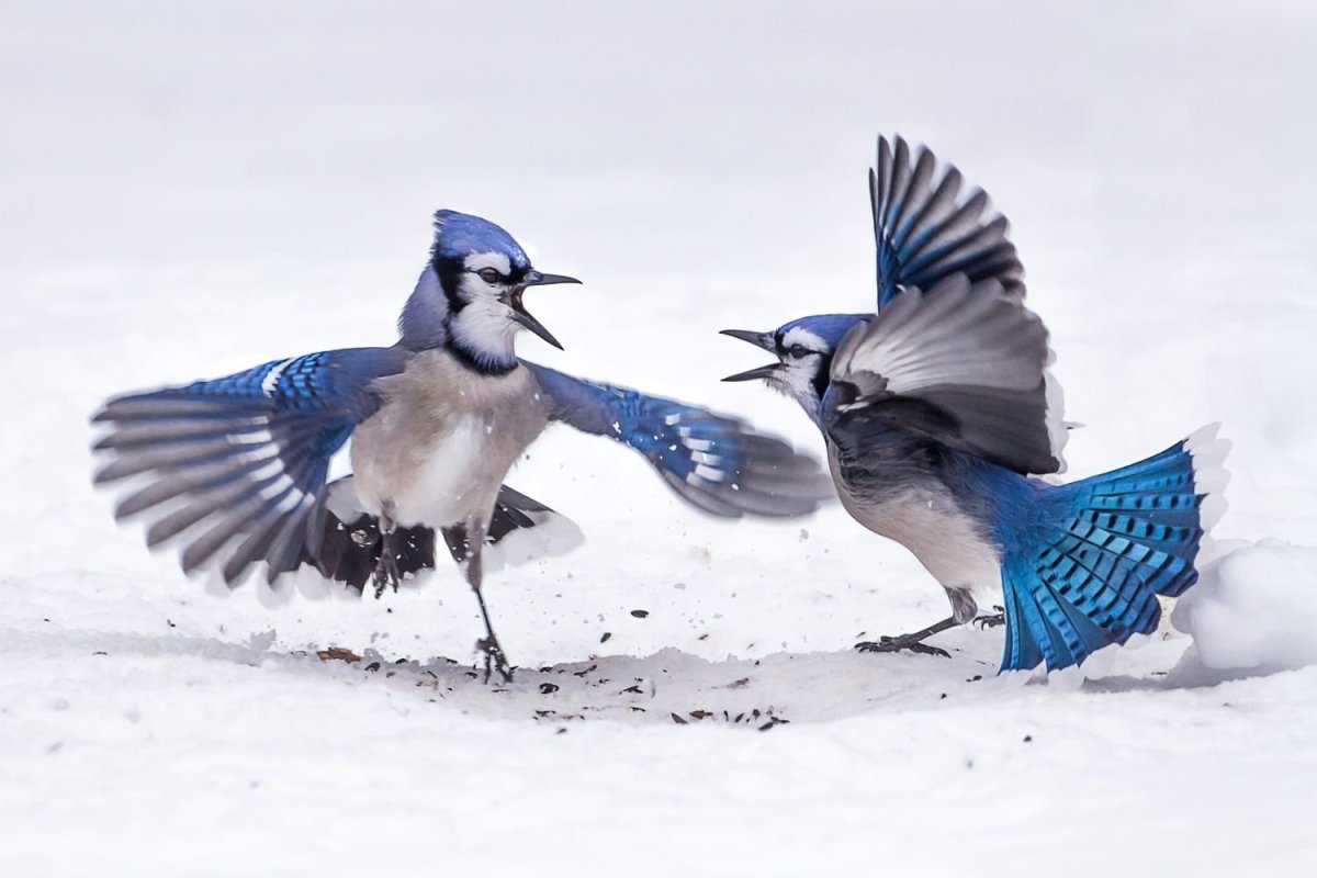 Птичка голубая сиалия