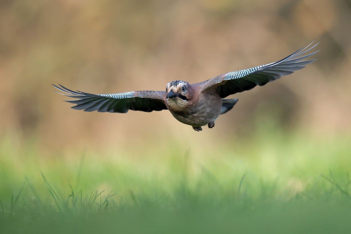 Сиалия синяя птица