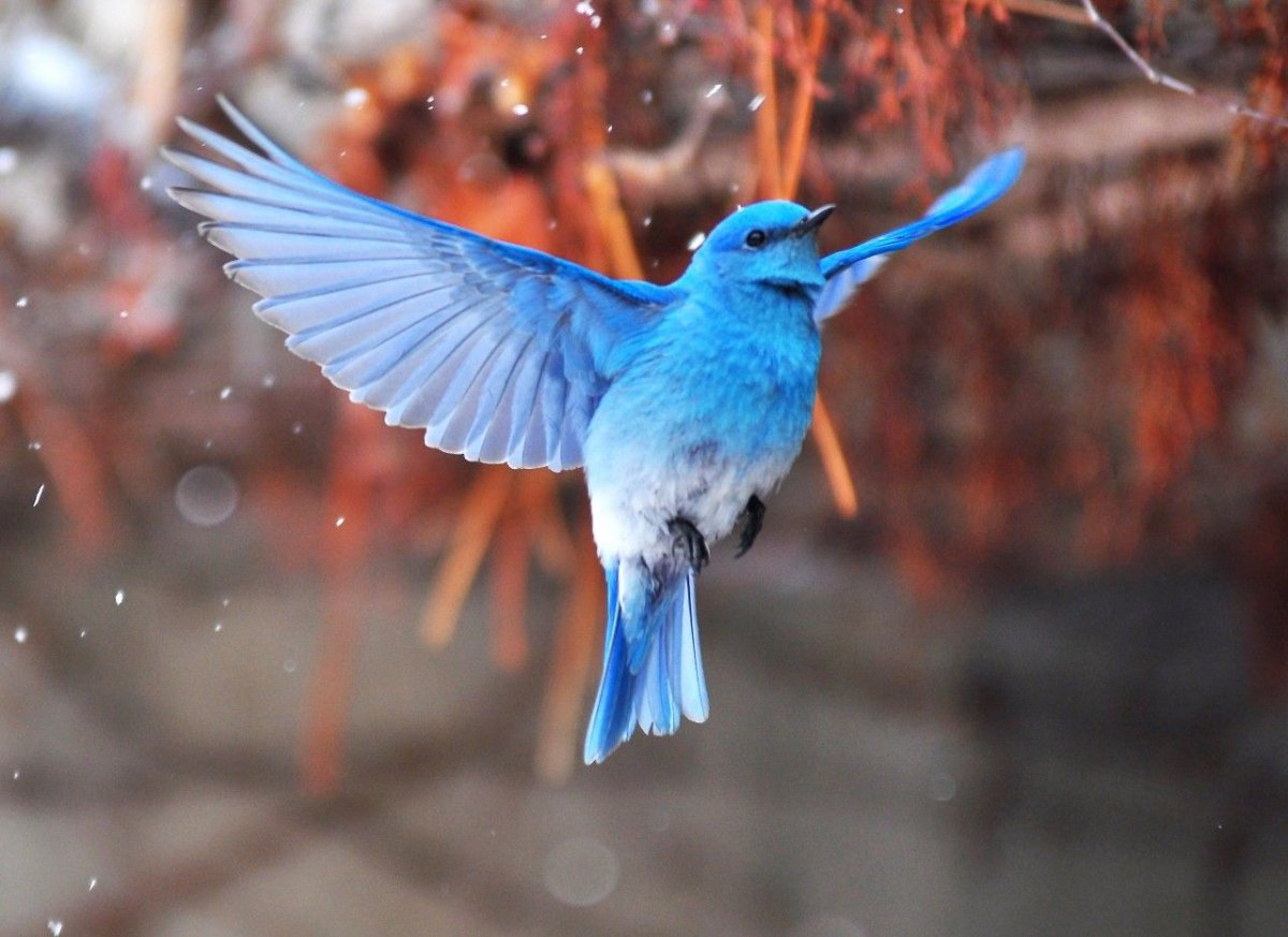 Малиновогоудая сизоворонка