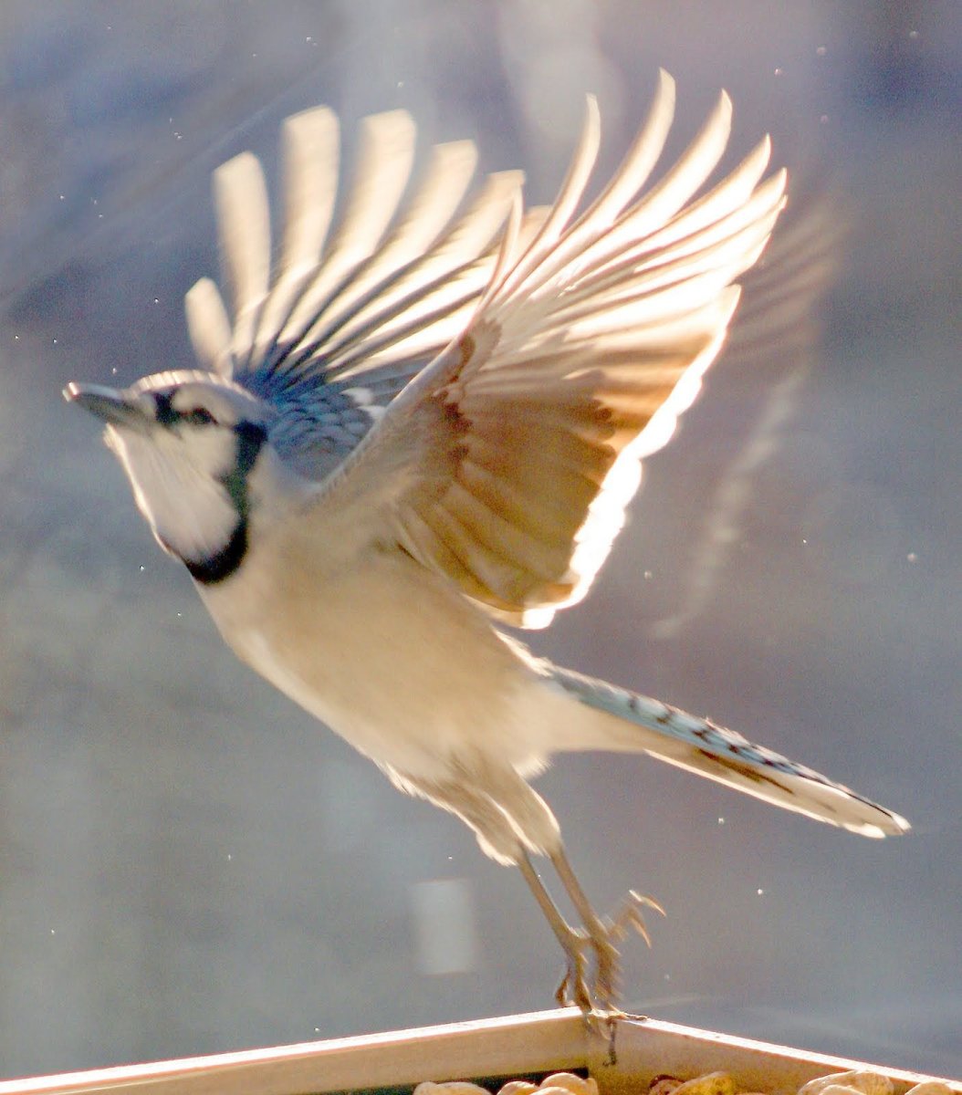 Птица в полете