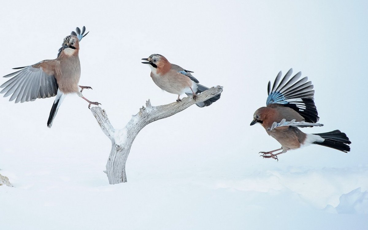Вымпеловый козодой