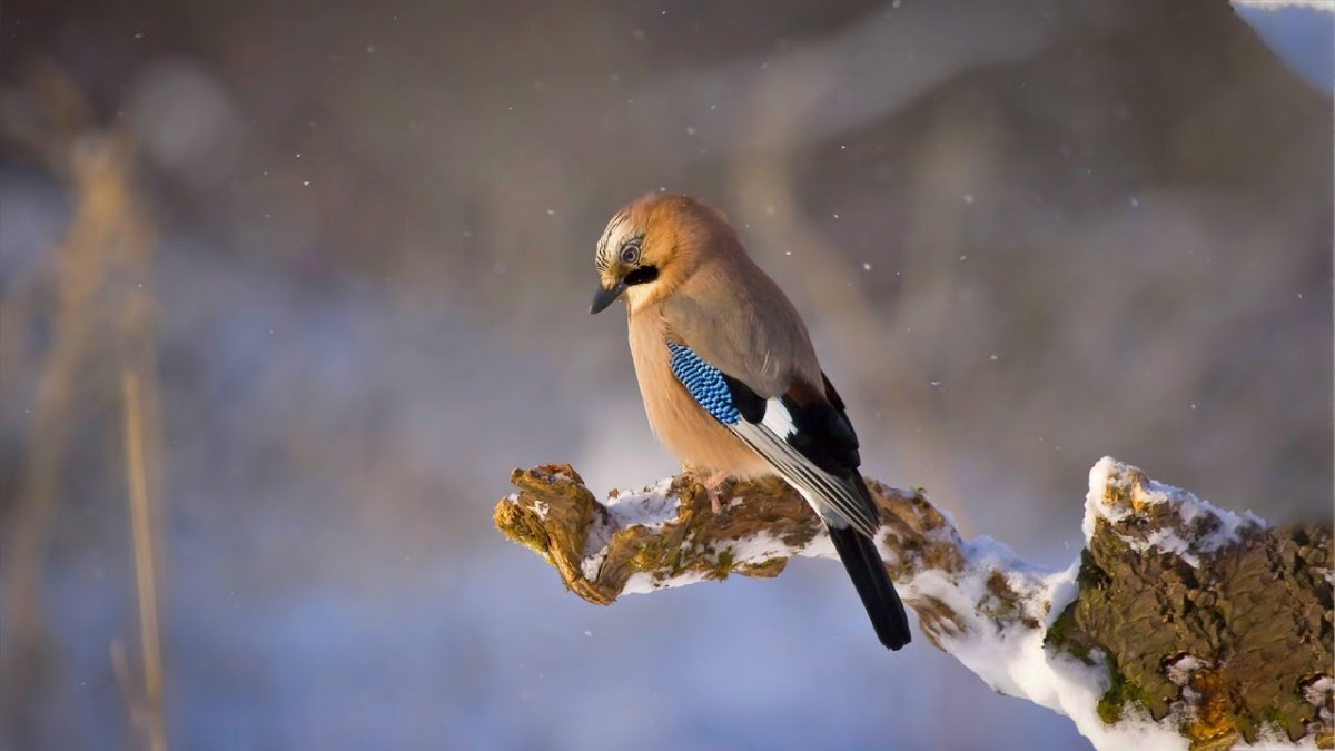 Птица сверху