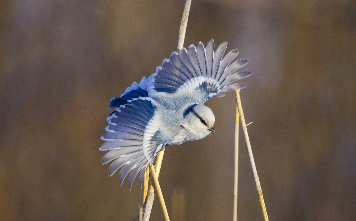Голубая Сойка Крылья
