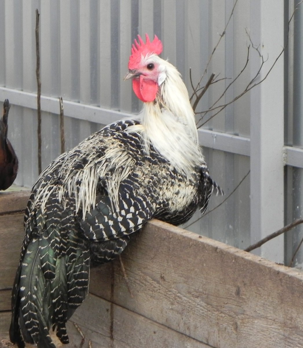 Кампин (Брекель) серебристый