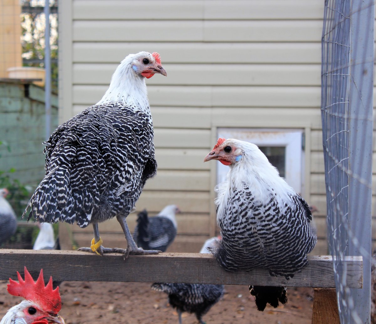 Курица породы Брекель