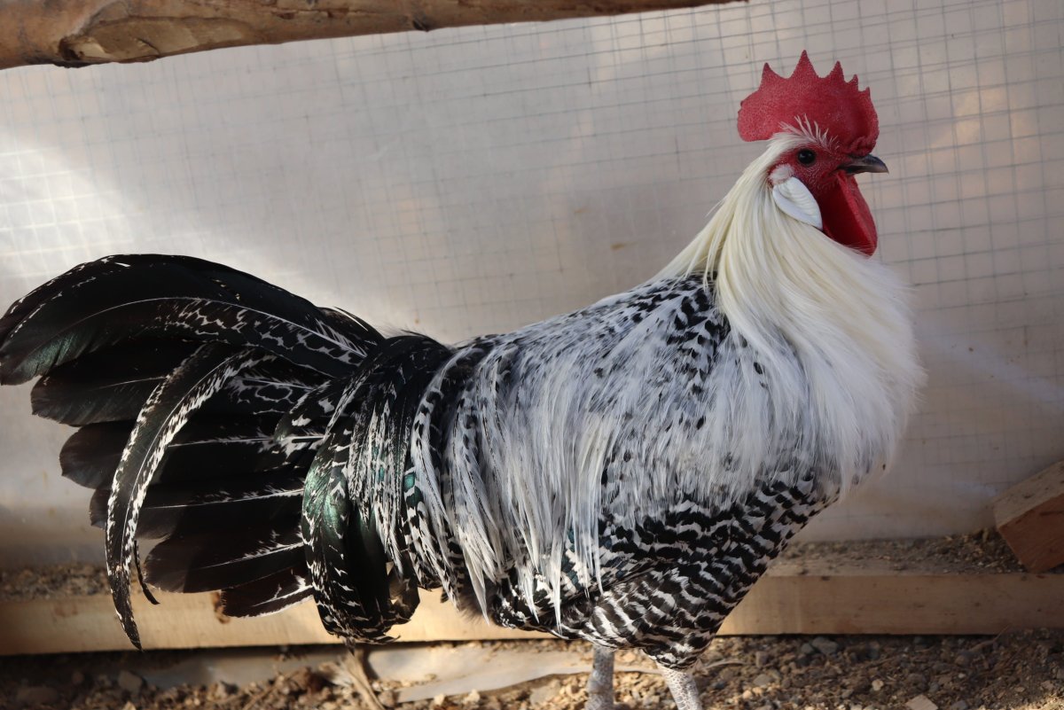 Фаюми курицы