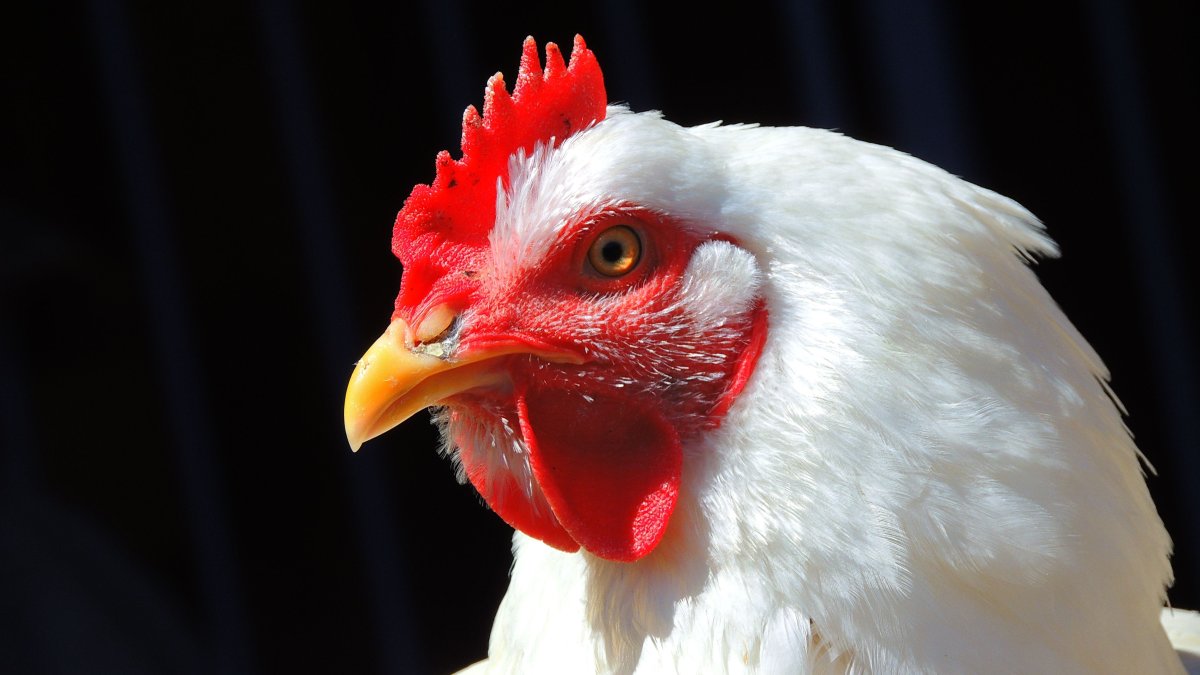 Аватарка курицы