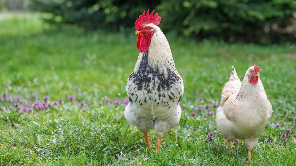 Куры с петухом