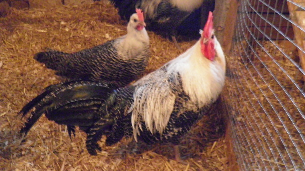 Брекель петух курица