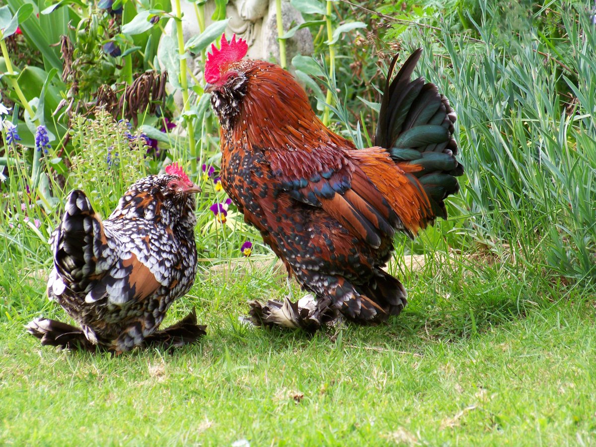 Пекинская бентамка