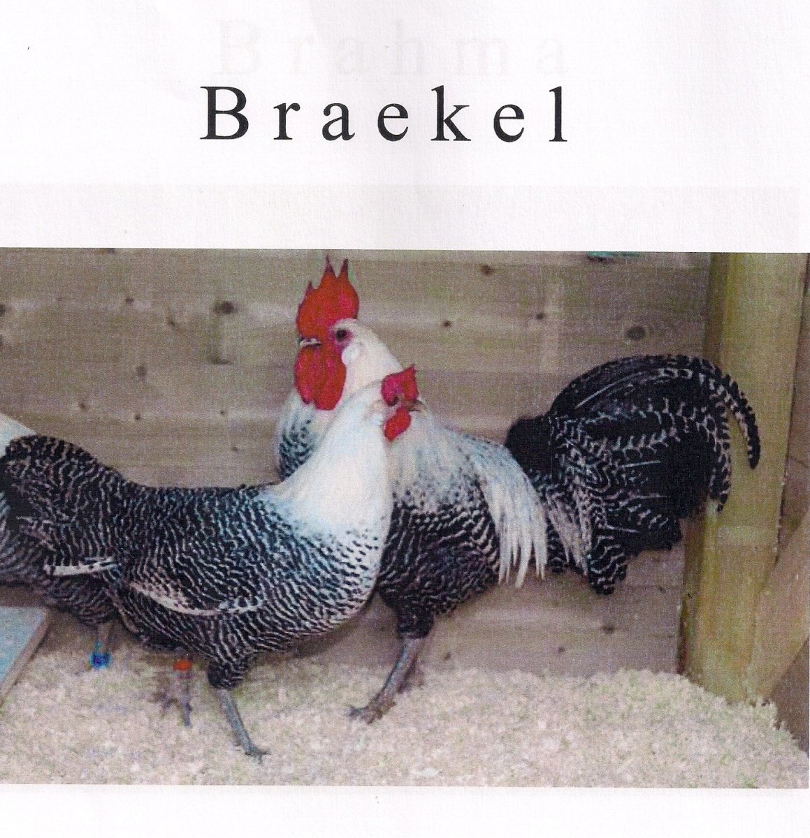 Куры Брекель серебристый