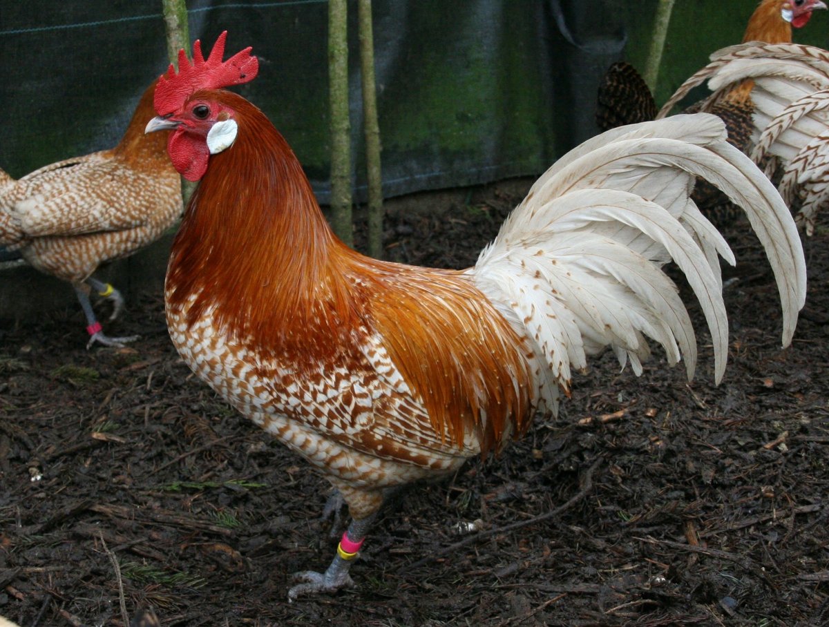 Брекель курица