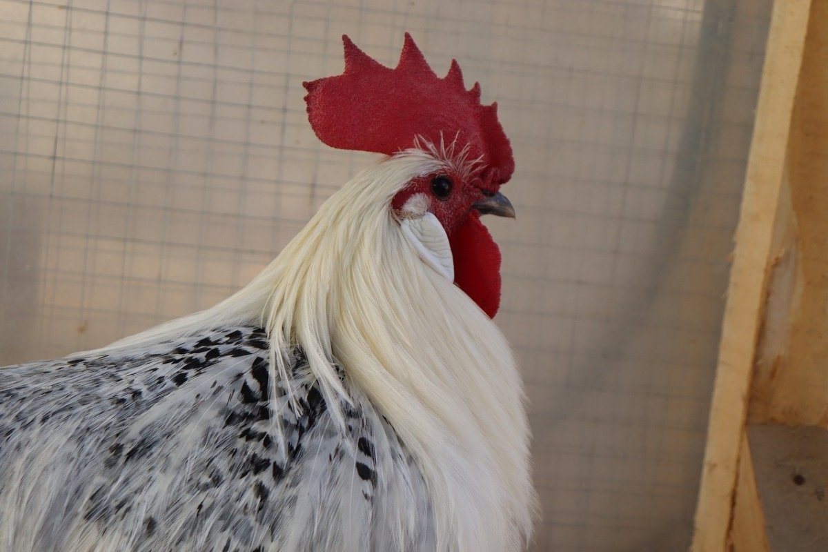 Лысый петух с белым хохолком