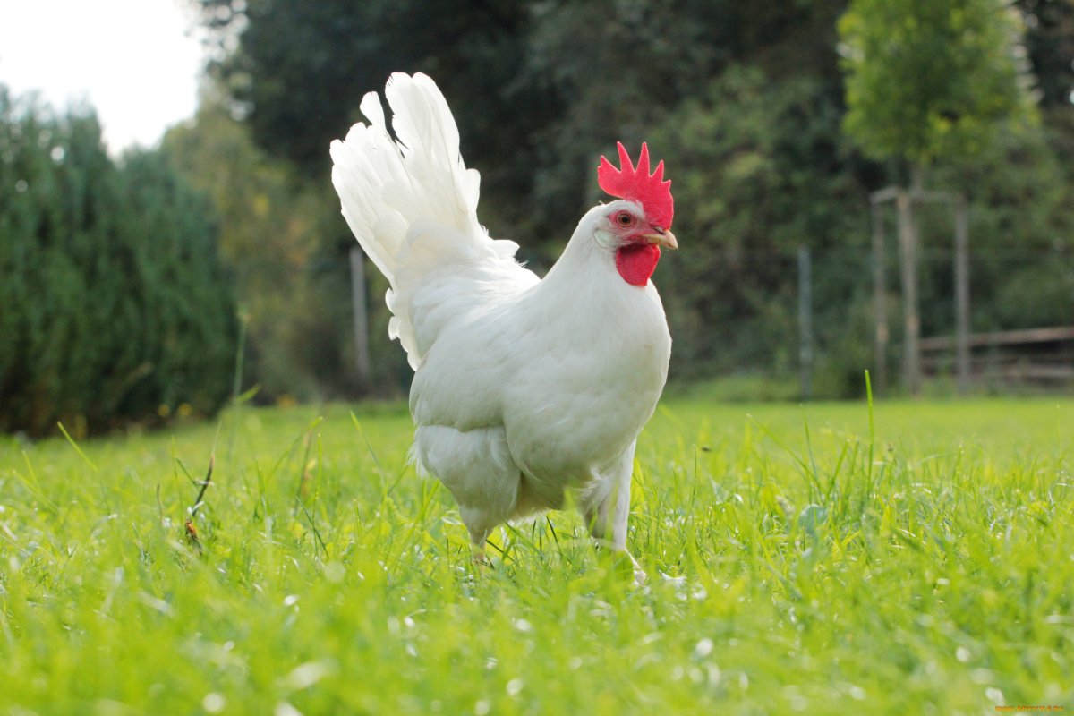 Цветной Леггорн