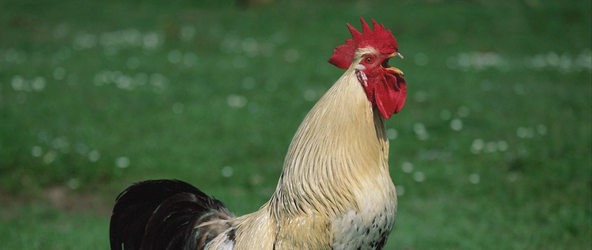 Петух кричащий