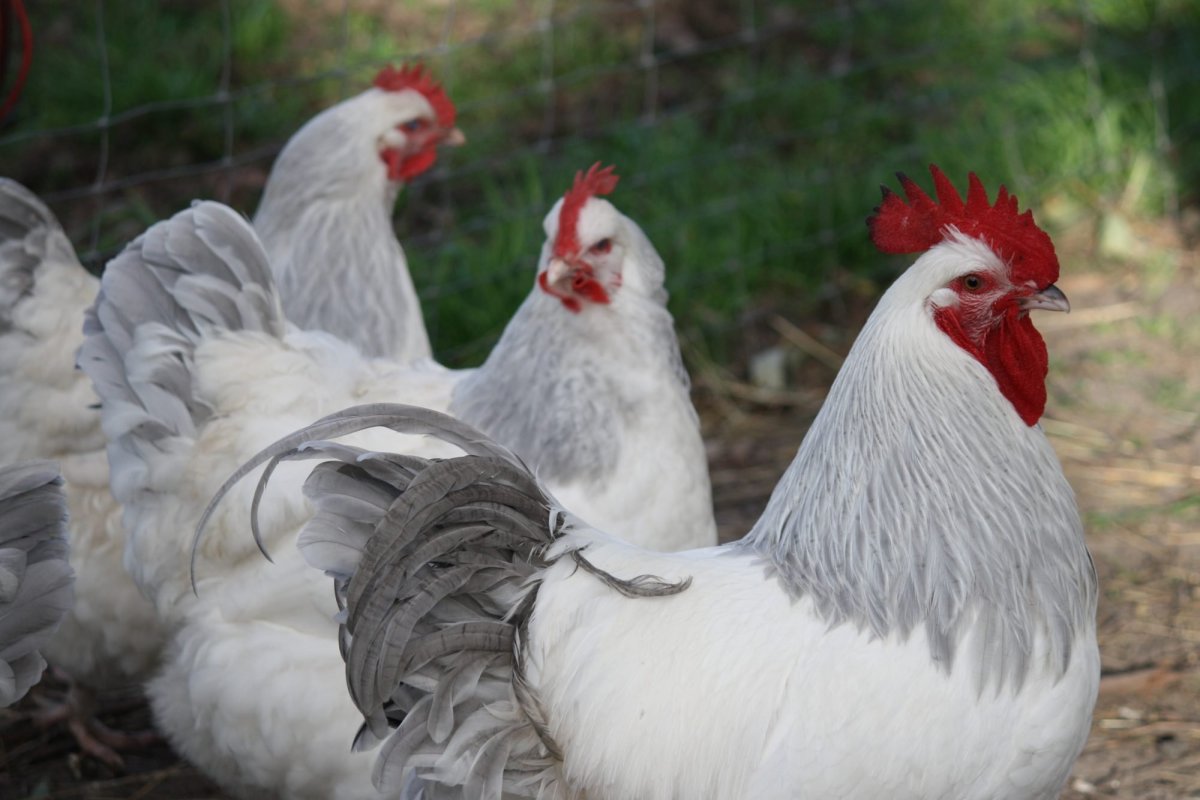 Маран серебристогривый