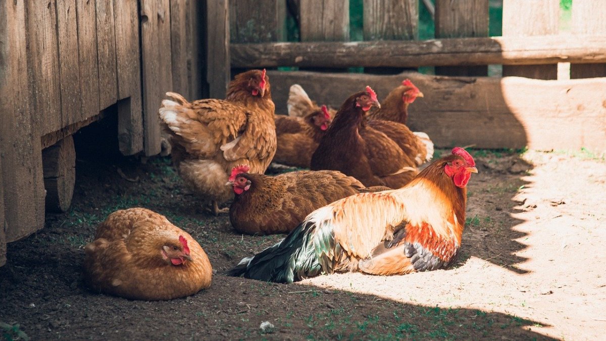 Курочка на жердочке