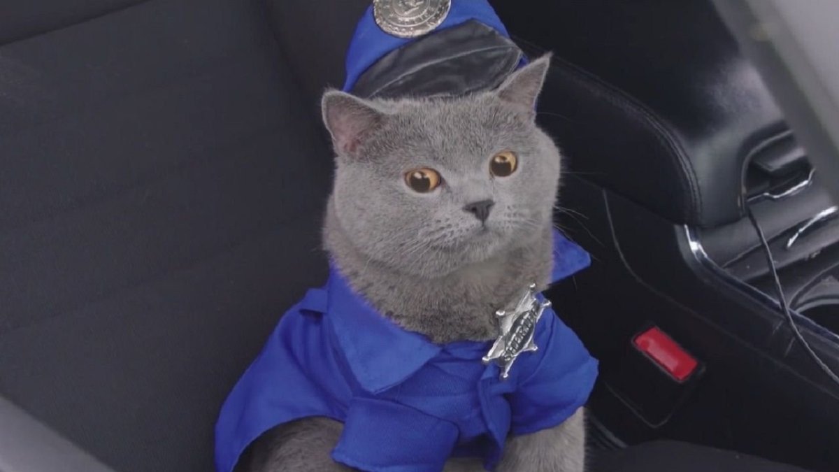 Кот охранник