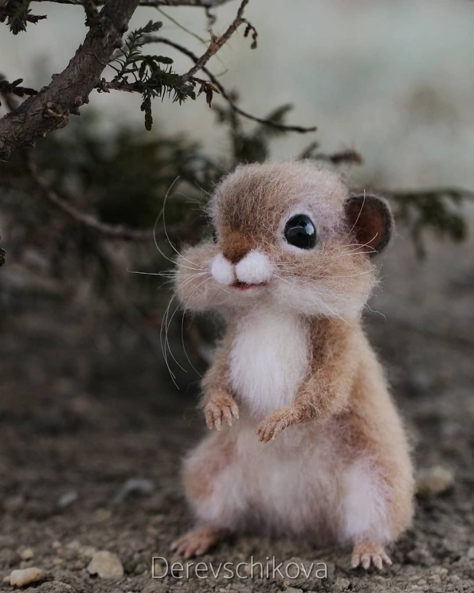 Мексиканский глазоух семейство