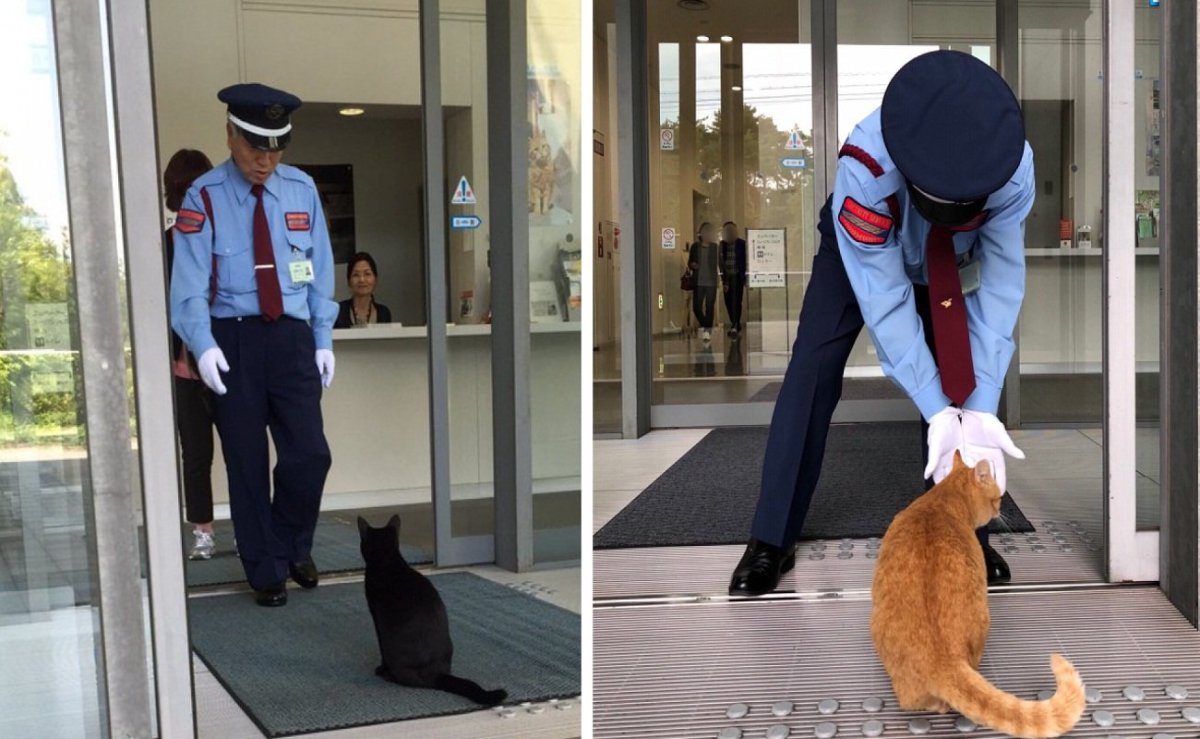 Охрана котов