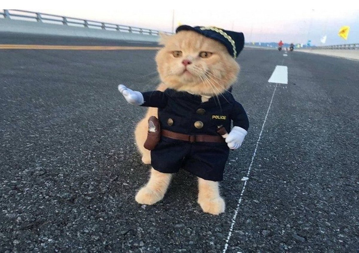 Котенок полицейский